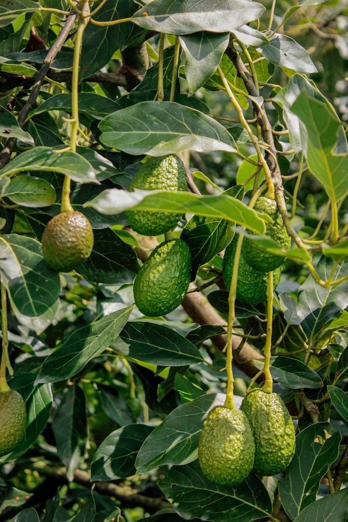 Close-up of green avocados growing on a tree with lush leaves.